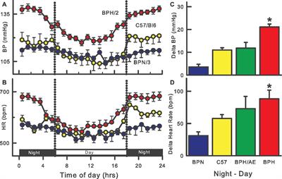 Mechanisms Responsible for Genetic Hypertension in Schlager BPH/2 Mice